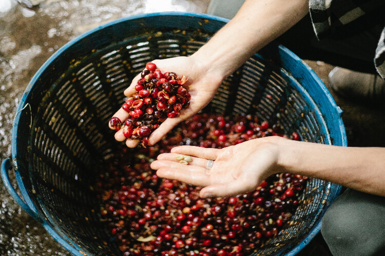 How Many Coffee Beans Can You Eat