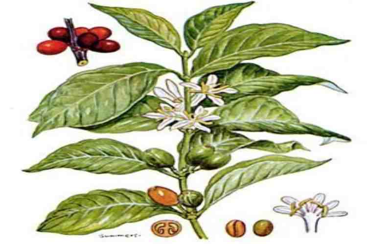how long does it take a coffee plant to produce beans?