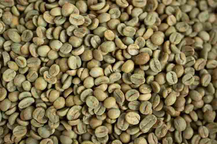 is it easy to grow your own coffee beans?