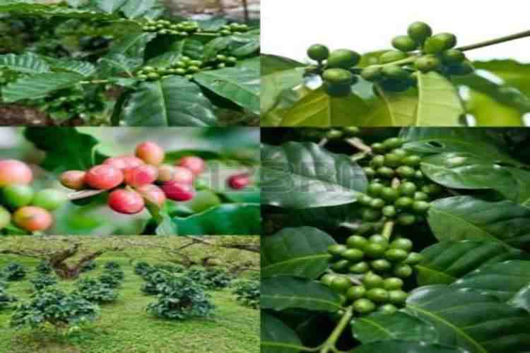 what range of climates can coffee trees be cultivated in?